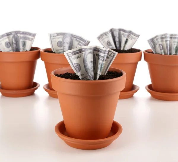 Business concept: growing money in the flowerpots, isolated on white — Stock Photo, Image