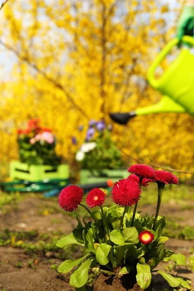 Gardening concept: beautiful flowers in garden with sun light — Stock Photo, Image