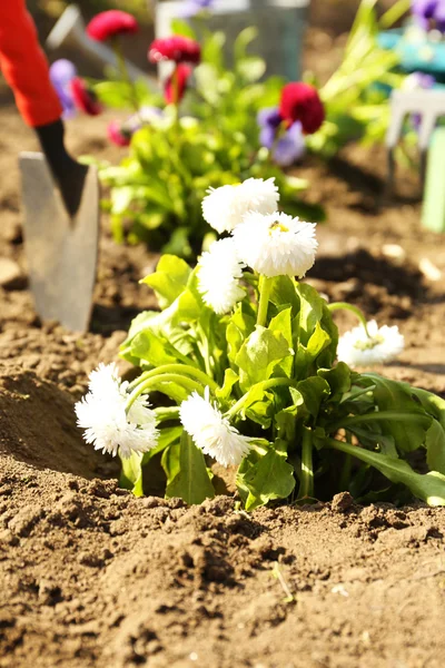 뜰을 만드는 개념: 태양 빛 정원에서 아름 다운 꽃 — 스톡 사진