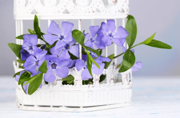 Beautiful periwinkle flowers in decorative cage on wooden table — Stock Photo, Image