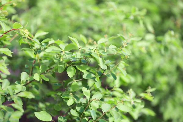 Piękny zielony krzak zbliżenie — Zdjęcie stockowe