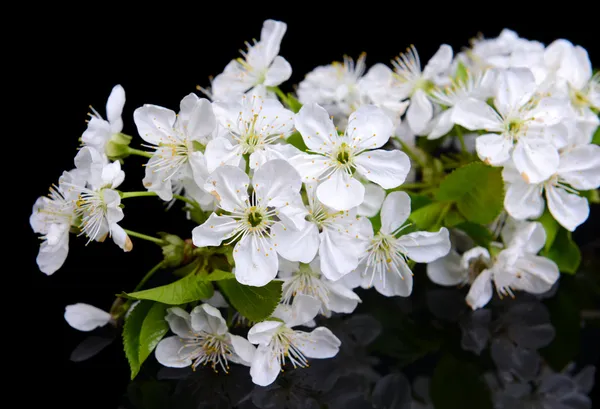 Hermosa flor de fruta aislada en negro — Foto de Stock