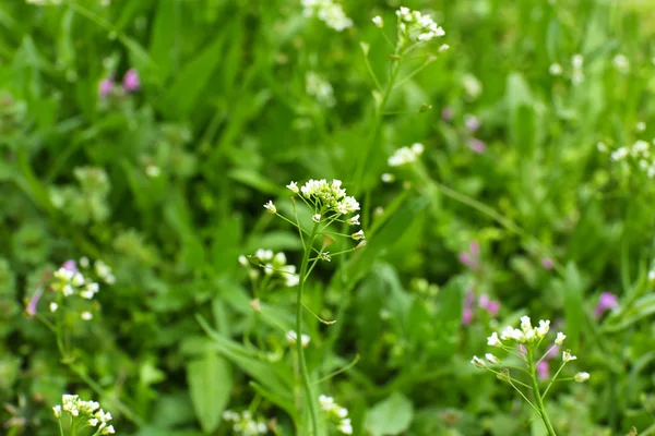 Hermosa hierba de primavera al aire libre — Foto de Stock