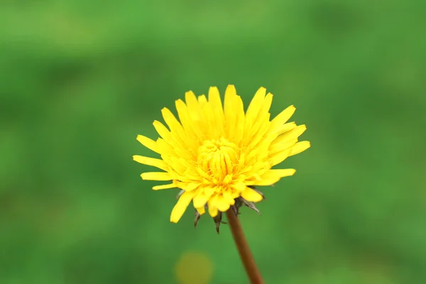 Beautiful dandelion in grass outdoors — Stock Photo, Image