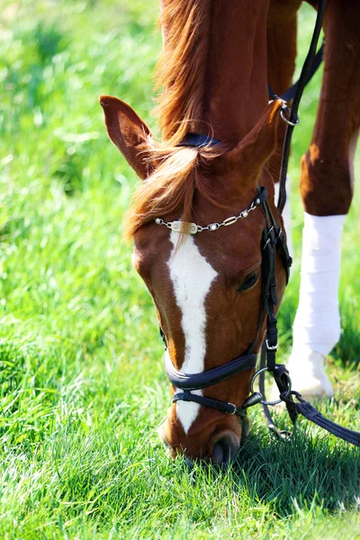 Purebred horse on nature background — Stock Photo, Image