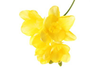 narin Frezya çiçeği üzerinde beyaz izole