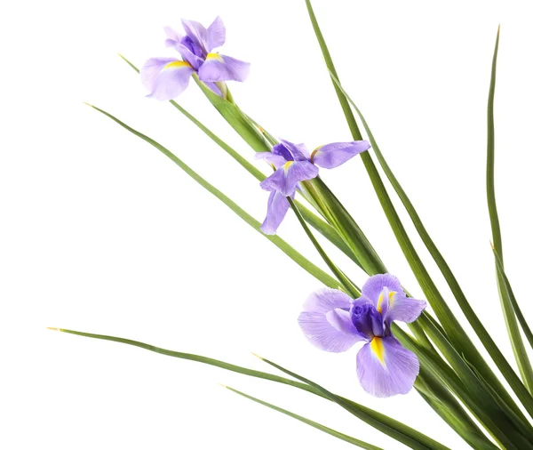 Schöne Iris Blume isoliert auf weiß — Stockfoto