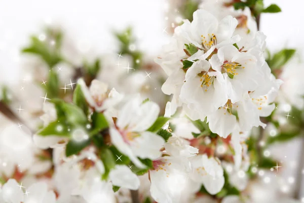 Krásné kvetoucí větve, close-up — Stock fotografie