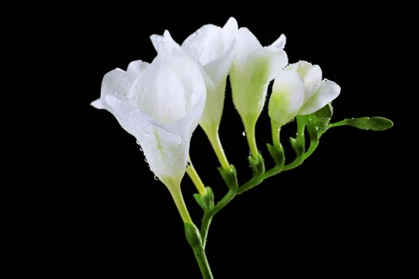 Zarte Freesia-Blume auf schwarzem Hintergrund — Stockfoto