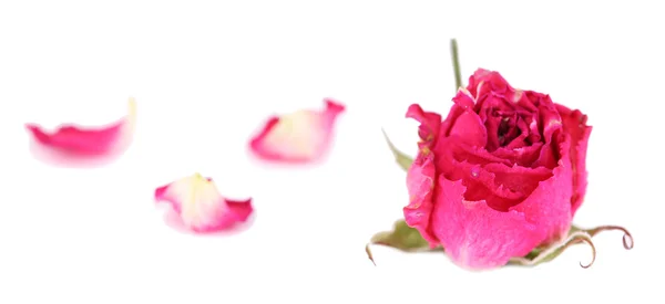 Rosa bonita rosa seca, isolada em branco — Fotografia de Stock