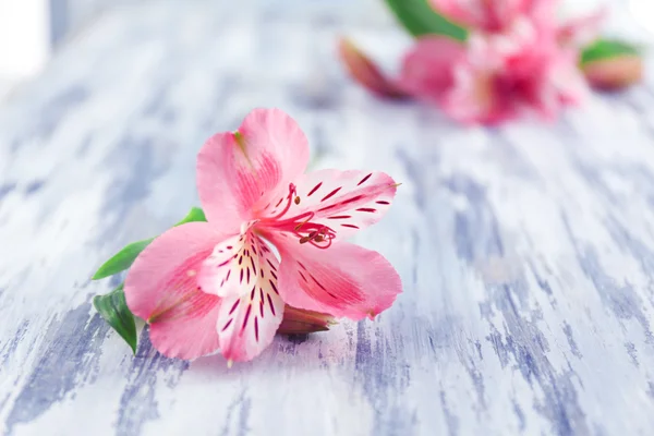 Krásný kosatců, květy šedá dřevěný stůl — Stock fotografie