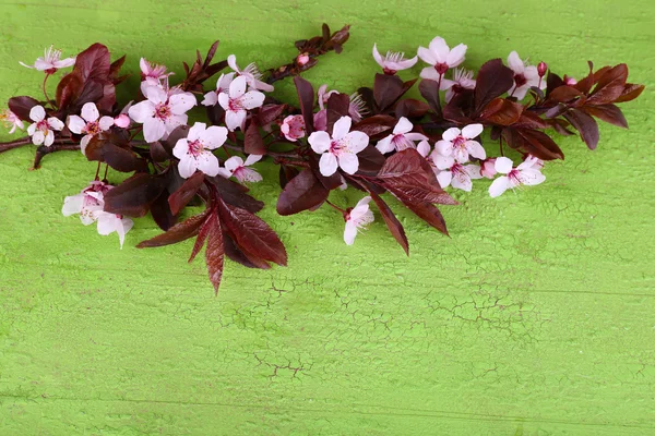 木製の背景にピンクの花の咲く木の枝 — ストック写真