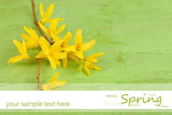 Blooming tree branch with yellow flowers on wooden background — Stock Photo, Image