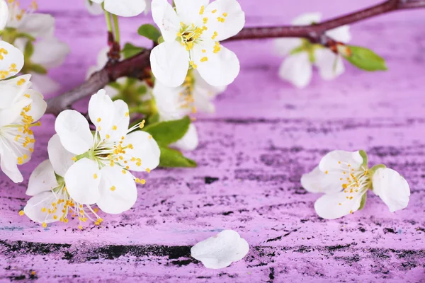 Blooming tree branch with white flowers on wooden background — Stock Photo, Image