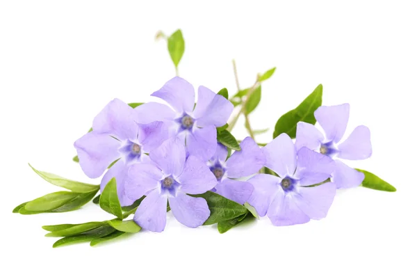 Beautiful periwinkle flowers, isolated on white — Stock Photo, Image