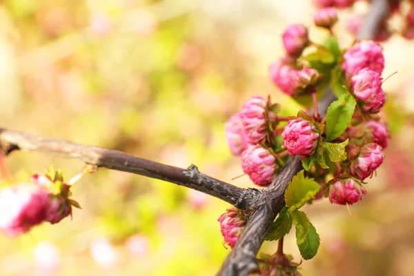 Krásné ovoce třešní, venku — Stock fotografie