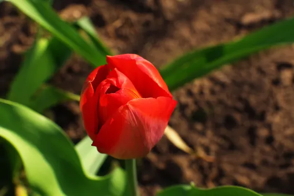 Belle tulipe rouge, à l'extérieur — Photo