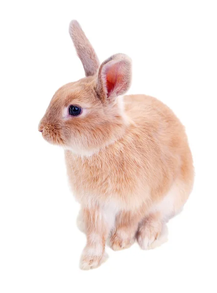 Cute rabbit, isolated on white — Stock Photo, Image