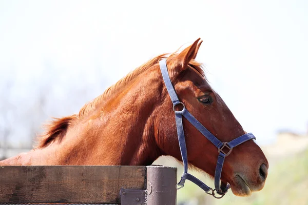 自然の背景に純血種の馬の肖像画 — ストック写真