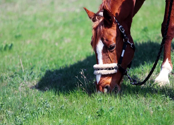 Portrait of purebred horse on nature background — Stock Photo, Image