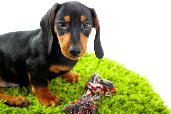 Cachorro bassê bonito no tapete verde, isolado n — Zdjęcie stockowe