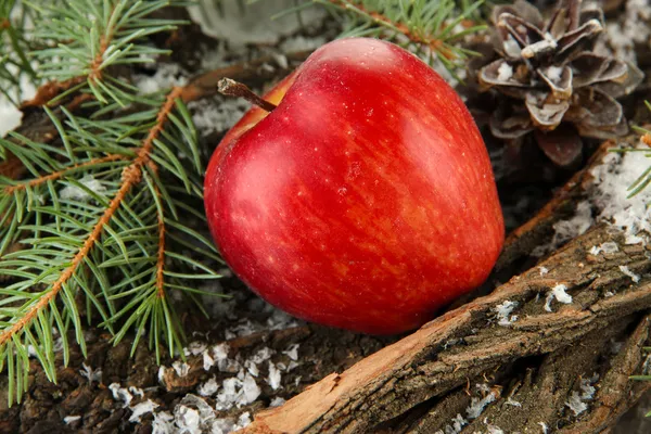 Red apple on bark in snow close up — Stock Photo, Image