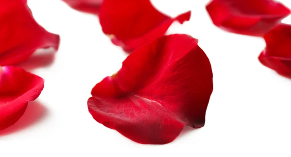 Szép piros rózsaszirom, elszigetelt fehér — Stock Fotó