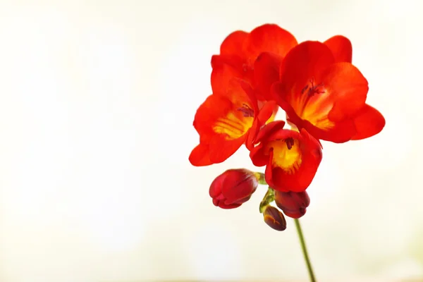 Delicate freesia flower on bright background — Stock Photo, Image