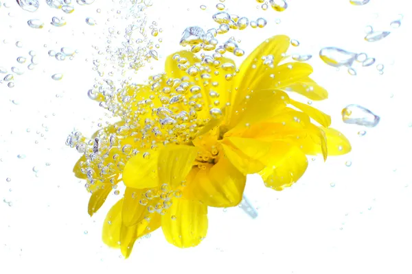 Flower in sparkling water — Stock Photo, Image