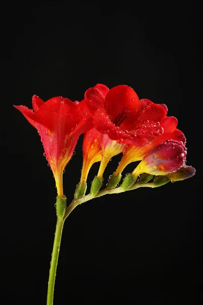 Zarte Freesia-Blume auf schwarzem Hintergrund — Stockfoto