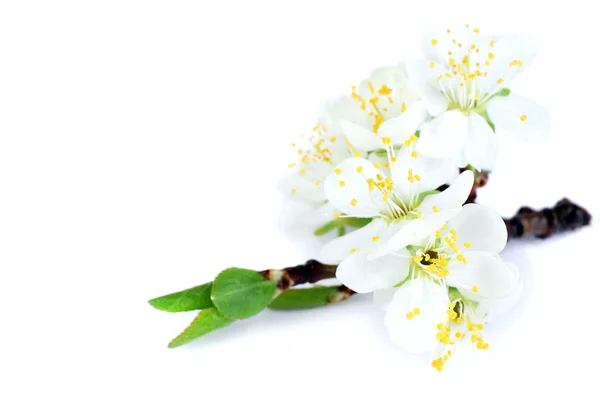 Rama de árbol floreciente con flores blancas aisladas en blanco — Foto de Stock