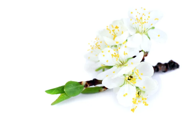 Rama de árbol floreciente con flores blancas aisladas en blanco —  Fotos de Stock