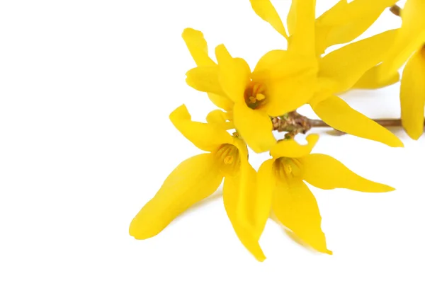 Branche d'arbre en fleurs avec des fleurs jaunes isolées sur blanc — Photo