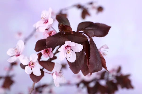Rama de árbol floreciente con flores rosadas sobre fondo brillante —  Fotos de Stock