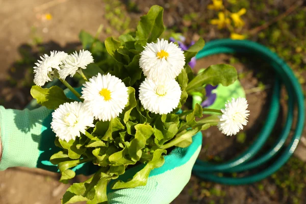 Conceito de jardinagem: belas flores no jardim com luz solar — Fotografia de Stock