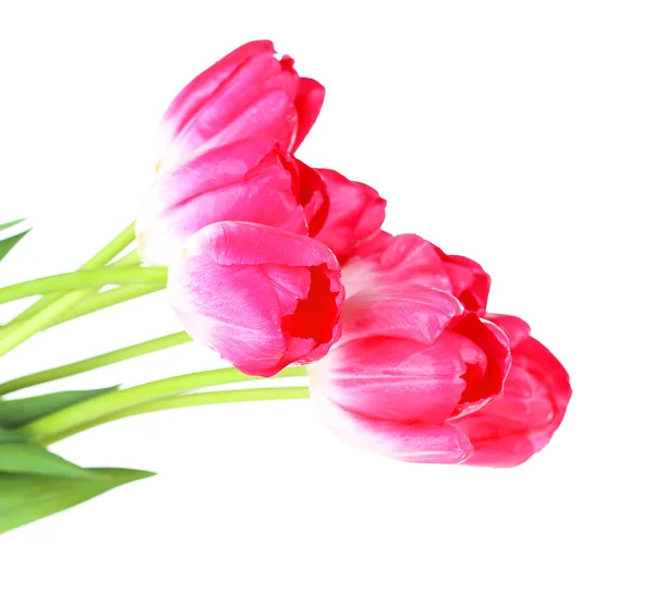 Beautiful tulips isolated on white — Stock Photo, Image