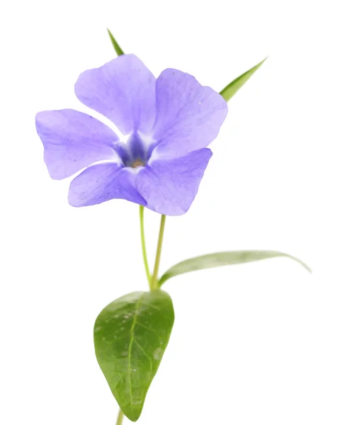 Beautiful periwinkle flower, isolated on white — Stock Photo, Image