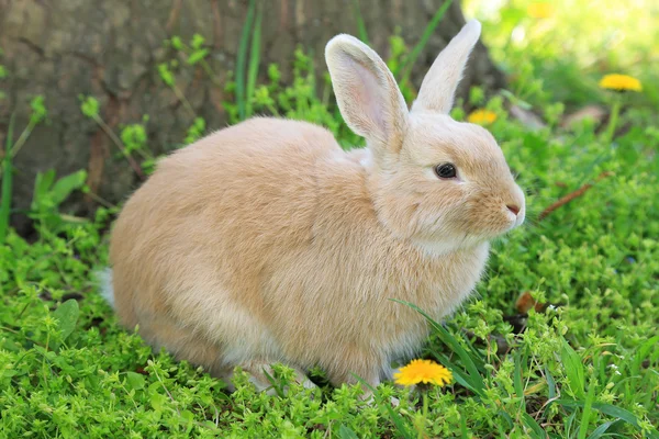 Cute rabbit, outdoors — Stock Photo, Image