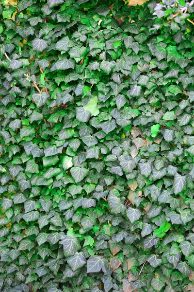 Ivy on wall background — Stock Photo, Image