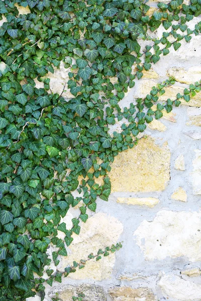 Айви на фоне стены — стоковое фото