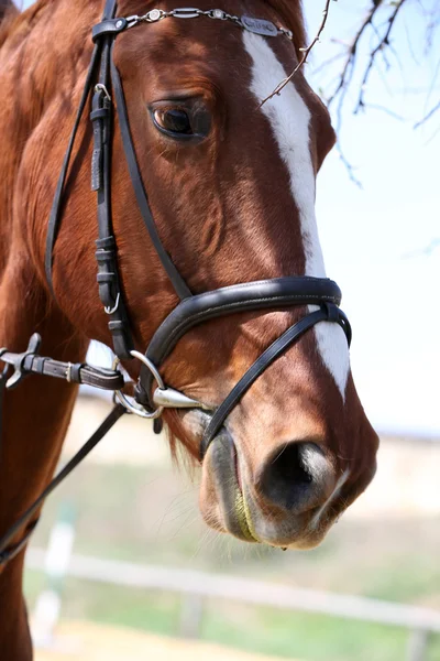 Retrato de caballo de raza pura sobre fondo natural —  Fotos de Stock