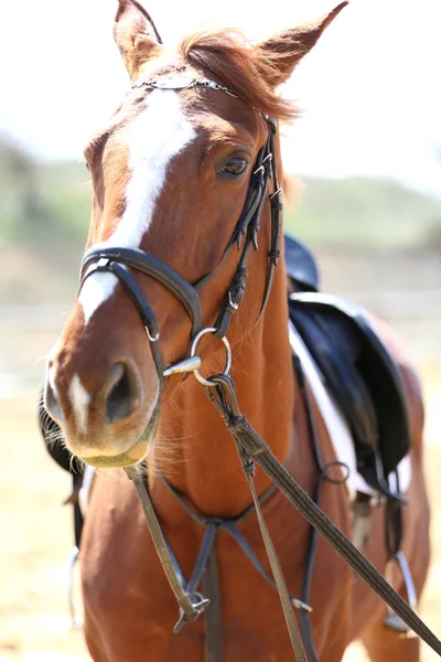 Purebred horse on bright background — Stock Photo, Image