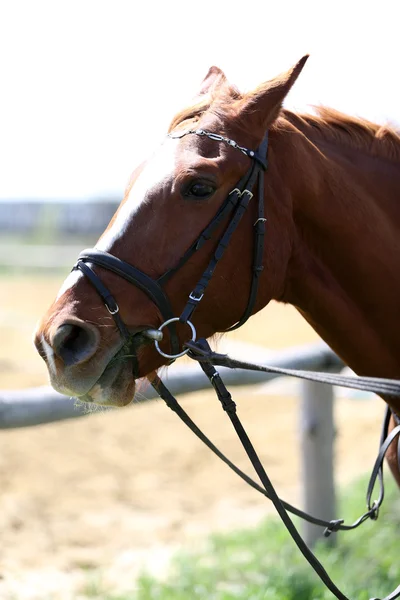Cavallo di razza su sfondo naturale — Foto Stock