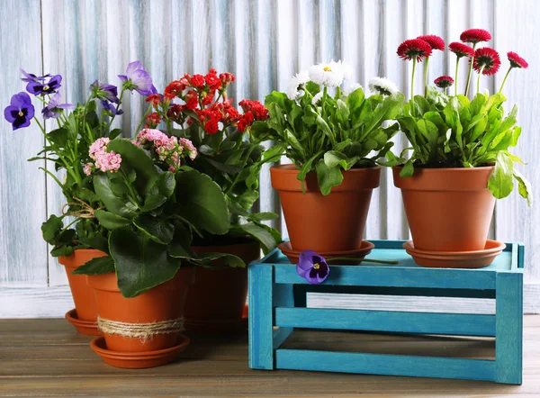 Bellissimi fiori in vasi da fiori, su sfondo di legno — Foto Stock