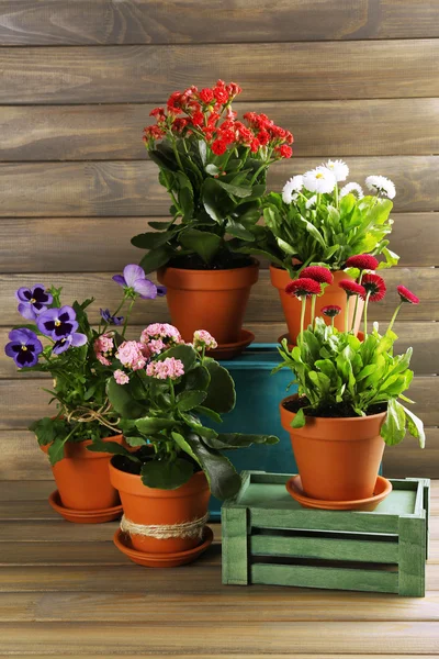 Lindas flores em vasos de flores, em fundo de madeira — Fotografia de Stock