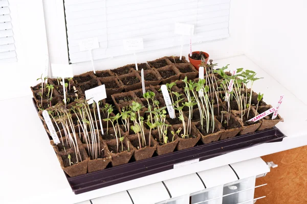 Young seedlings in tray on window sill — Stock Photo, Image