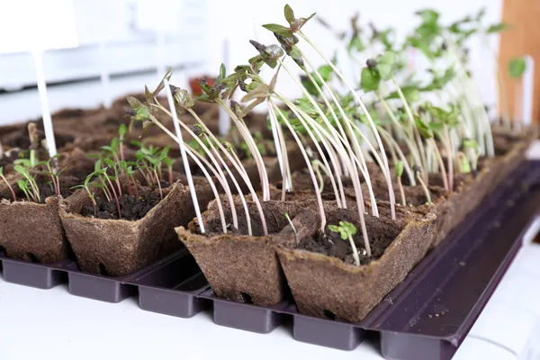 Unga plantor i facket på fönsterbrädan — Stockfoto