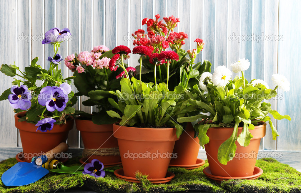 Beautiful flowers in flowerpots, on wooden background