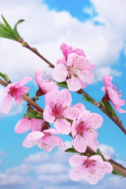 Mavi gökyüzü arka plan üzerinde güzel pembe şeftali çiçeği