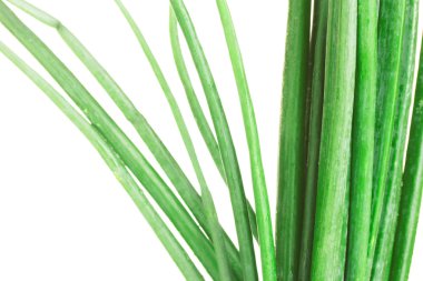 Beyaz arka plan yakın çekim üzerinde genç soğan